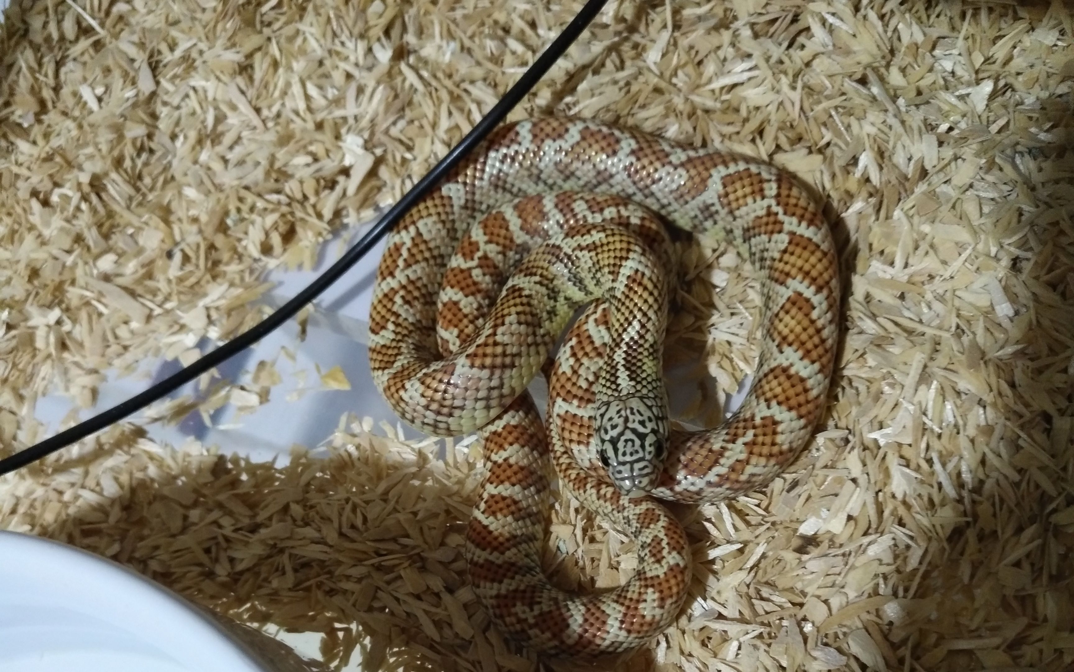 布鲁克王蛇的第某次蜕皮.闲的发慌拍个片段