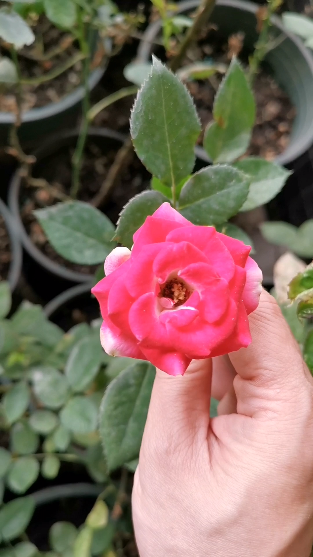 红宝石冰月季:小花如冰上的红宝石一般可爱_哔哩哔哩 (゜-゜)つロ