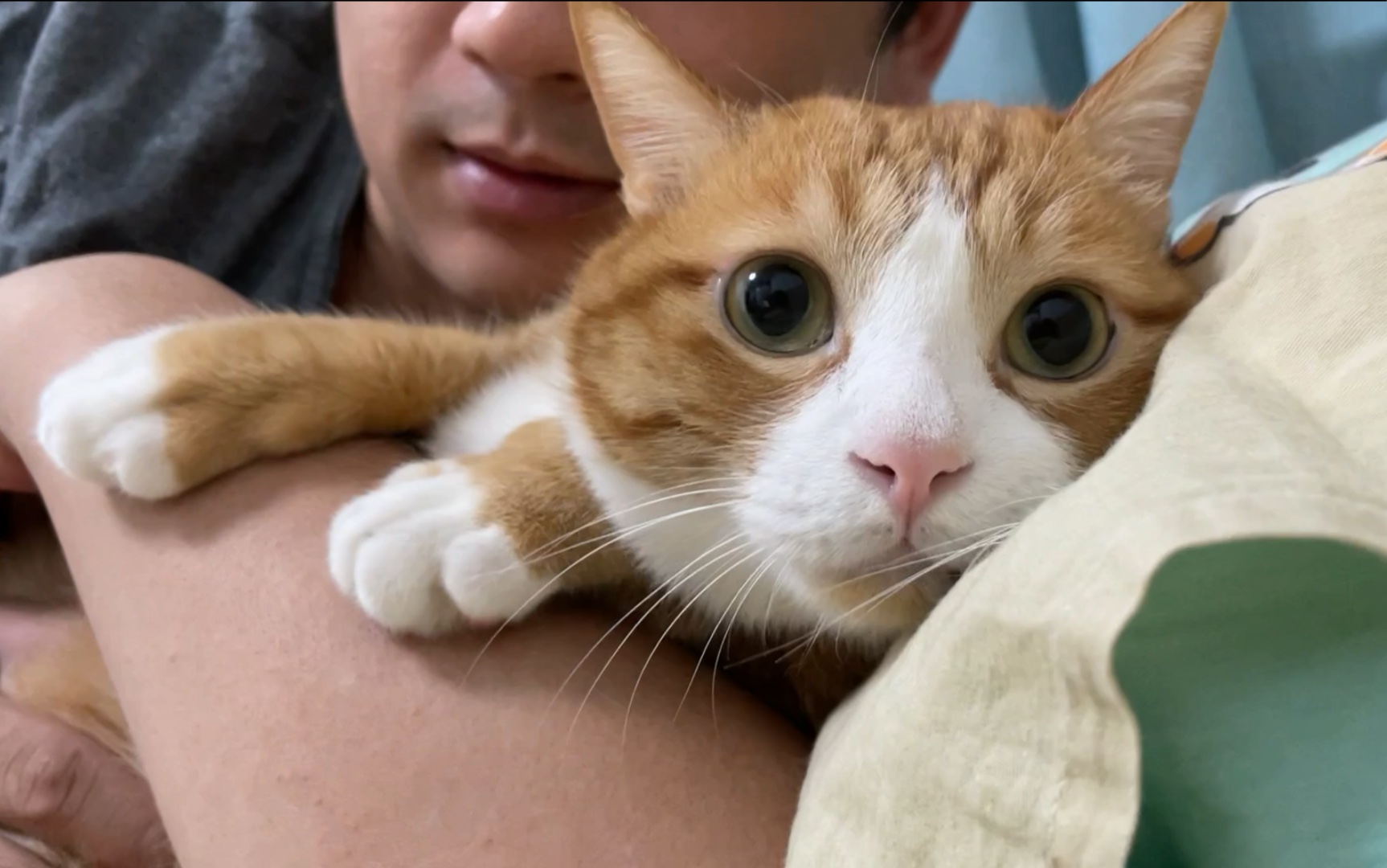 咪猫:"救救我救救我救救我救救我 眨眼眨眼眨眼_(:з」∠)_"