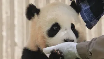 25.05.02 喝完盆盆奶擦嘴最乖的米花糖