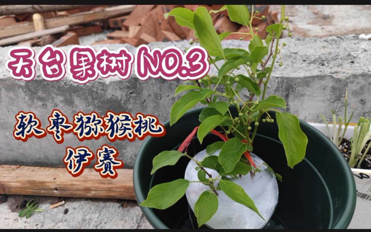 天台厨房花园|果Mo.3 带花苞的软枣猕猴桃——伊赛哔哩哔哩bilibili