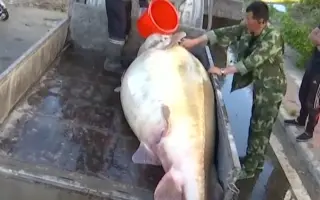 黑龙江现巨型生物，为村民赶来上万江鱼，被人们视为“神兽”