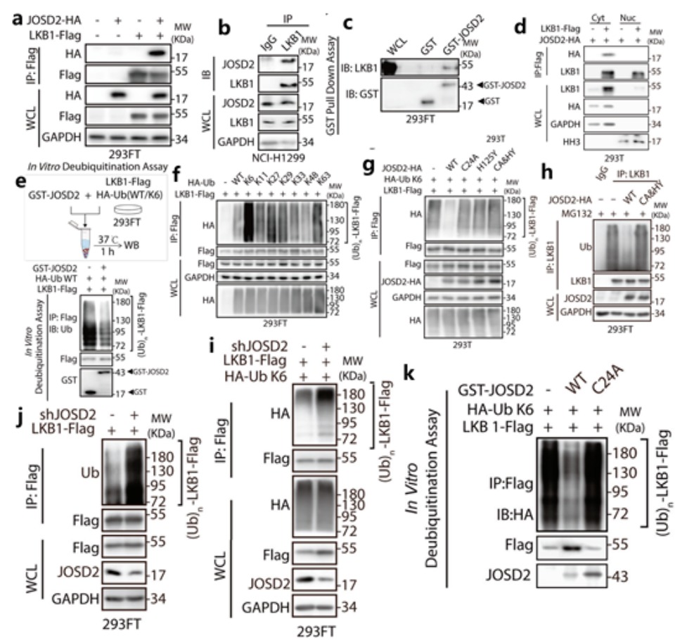 JOSD2去泛素化修饰LKB1的主要类型是什么?哔哩哔哩bilibili