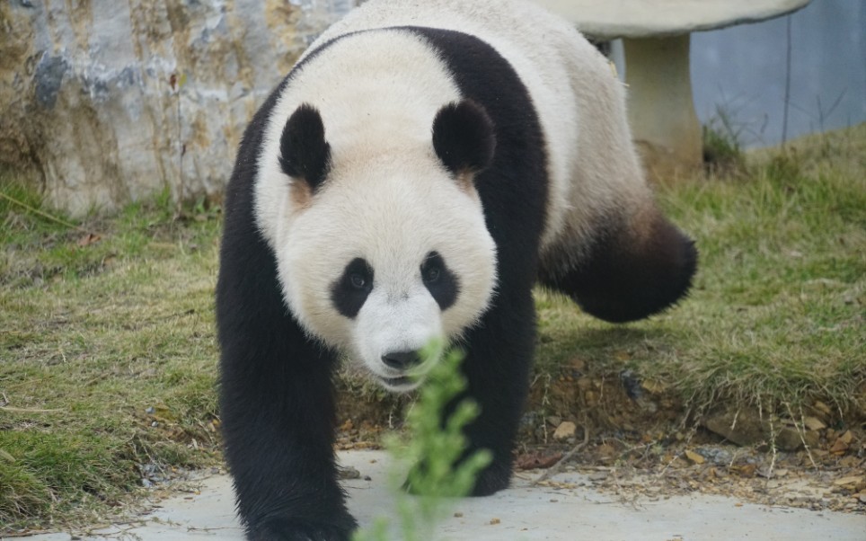 活动  【大熊猫离堆】希望看不到的时候你有好好吃竹 别再走动打滚了