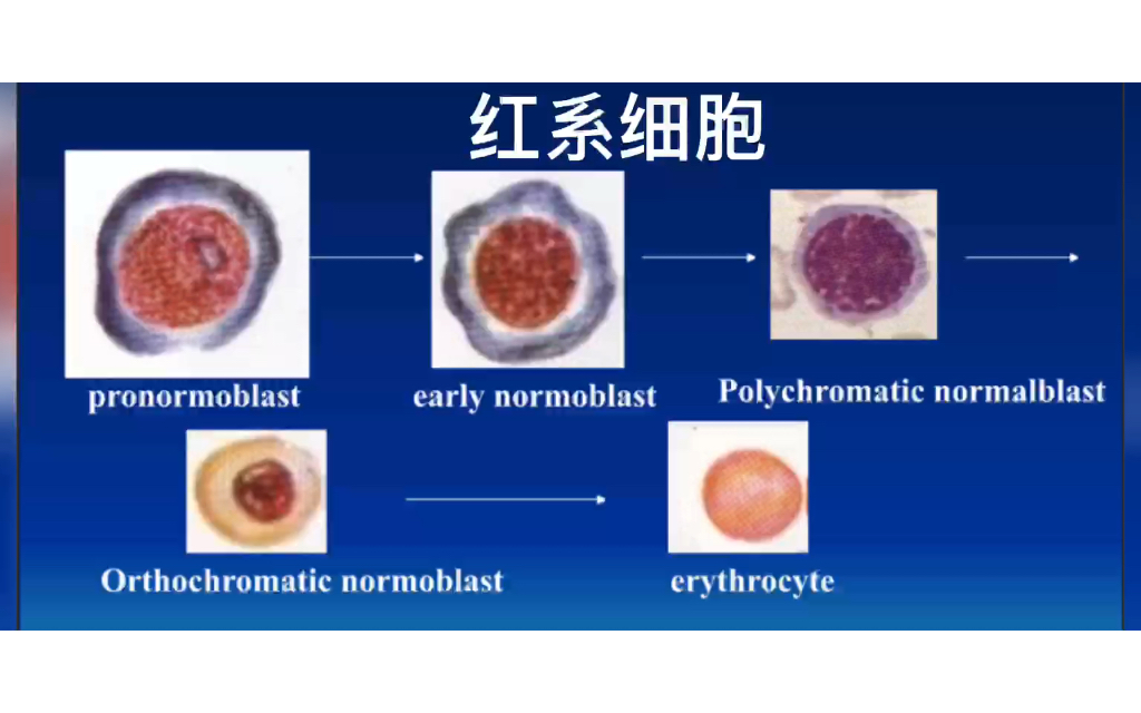 临床血液学检验技术细胞形态—红系细胞的发育与成熟哔哩哔哩bilibili