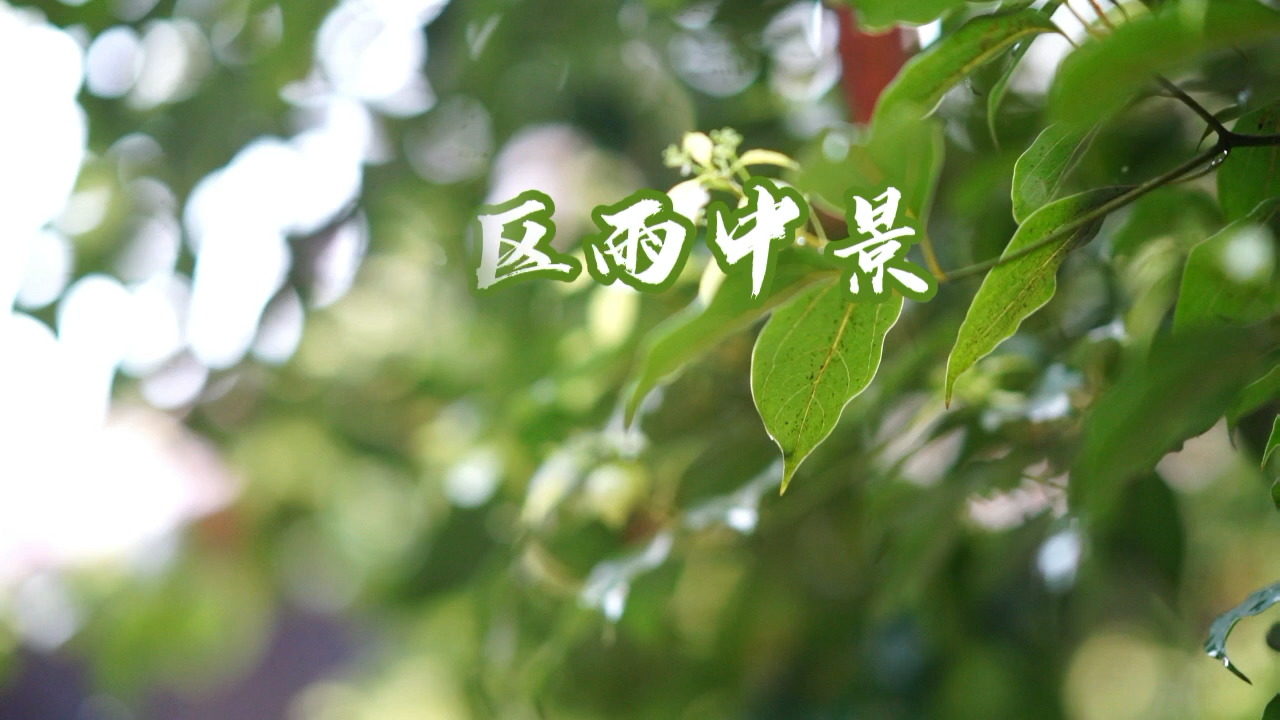 [图]春天的雨总是那么绵绵密密