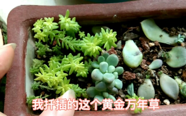 黄金万年草扦插方法很简单几个月就能爆盆最好看的护盆草
