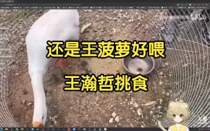 Descargar video: 【菠萝赛东】菠萝看NPC猴哥投喂“王瀚哲”：我是就着盆吃的，瀚哲是就着屎吃的