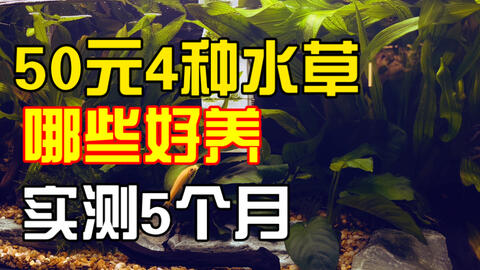 新手建议 市面上很容易买到的水草无需二氧化碳无需水草泥 实测5个月的水草缸 水草总是黑腐 试试这些水草 泡在鱼缸里就能活 哔哩哔哩