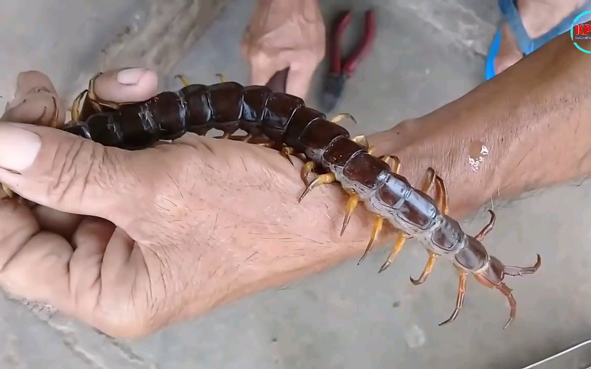 大爷抓获一只"大蜈蚣"