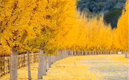 [图]旅行家～秋意绵绵