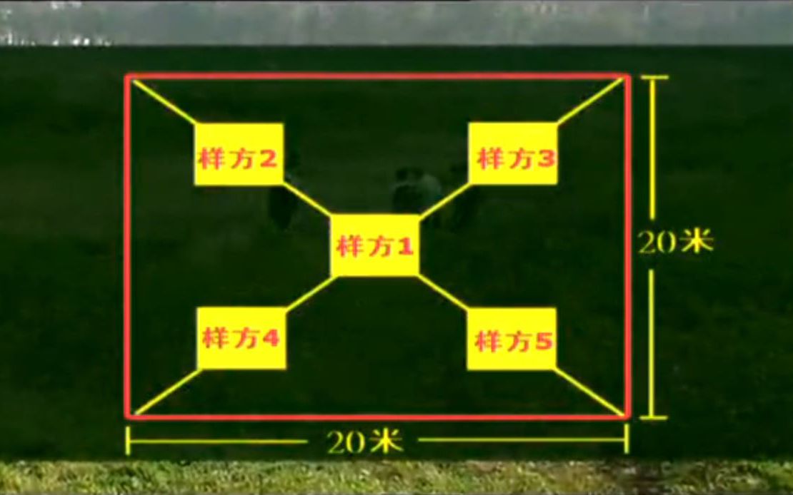 [图]【科学实验】传说中的五点取样法