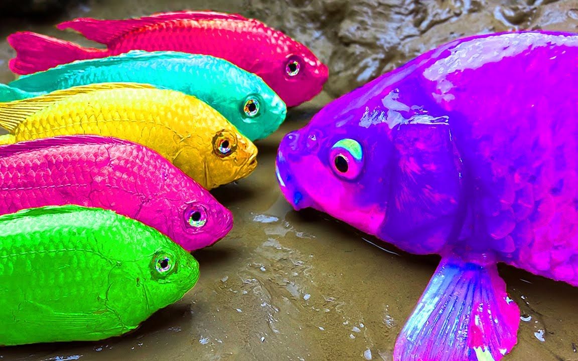 彩虹鱼真实图片