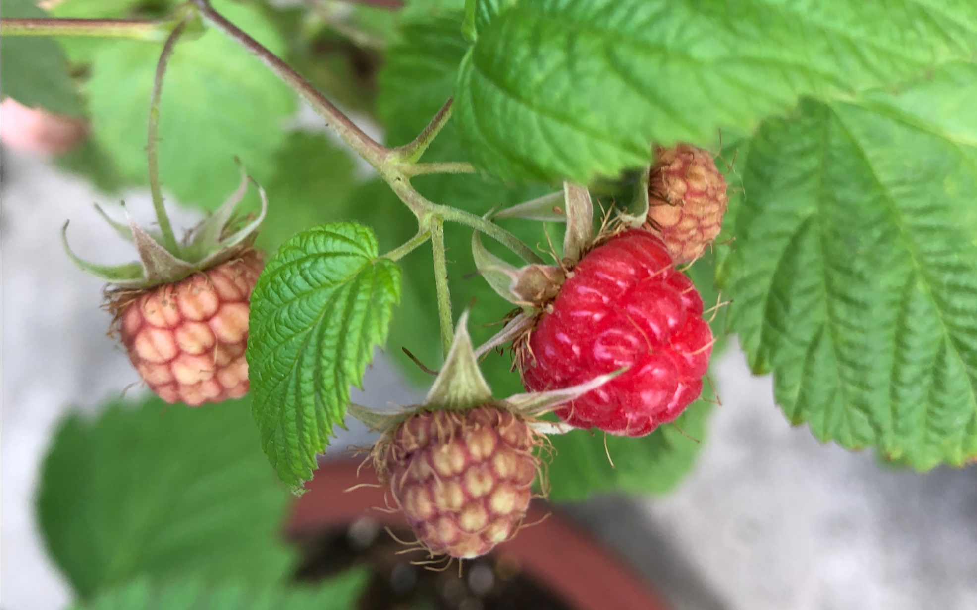 树莓蓝莓都挂果了去年底加了有机肥换了盆今年终于有回报了