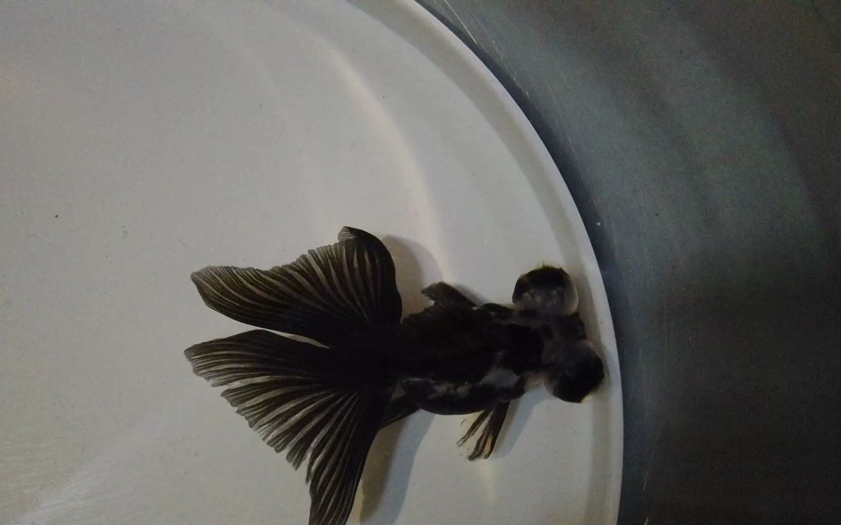 云饲-澜波012-230725 五花蝶尾