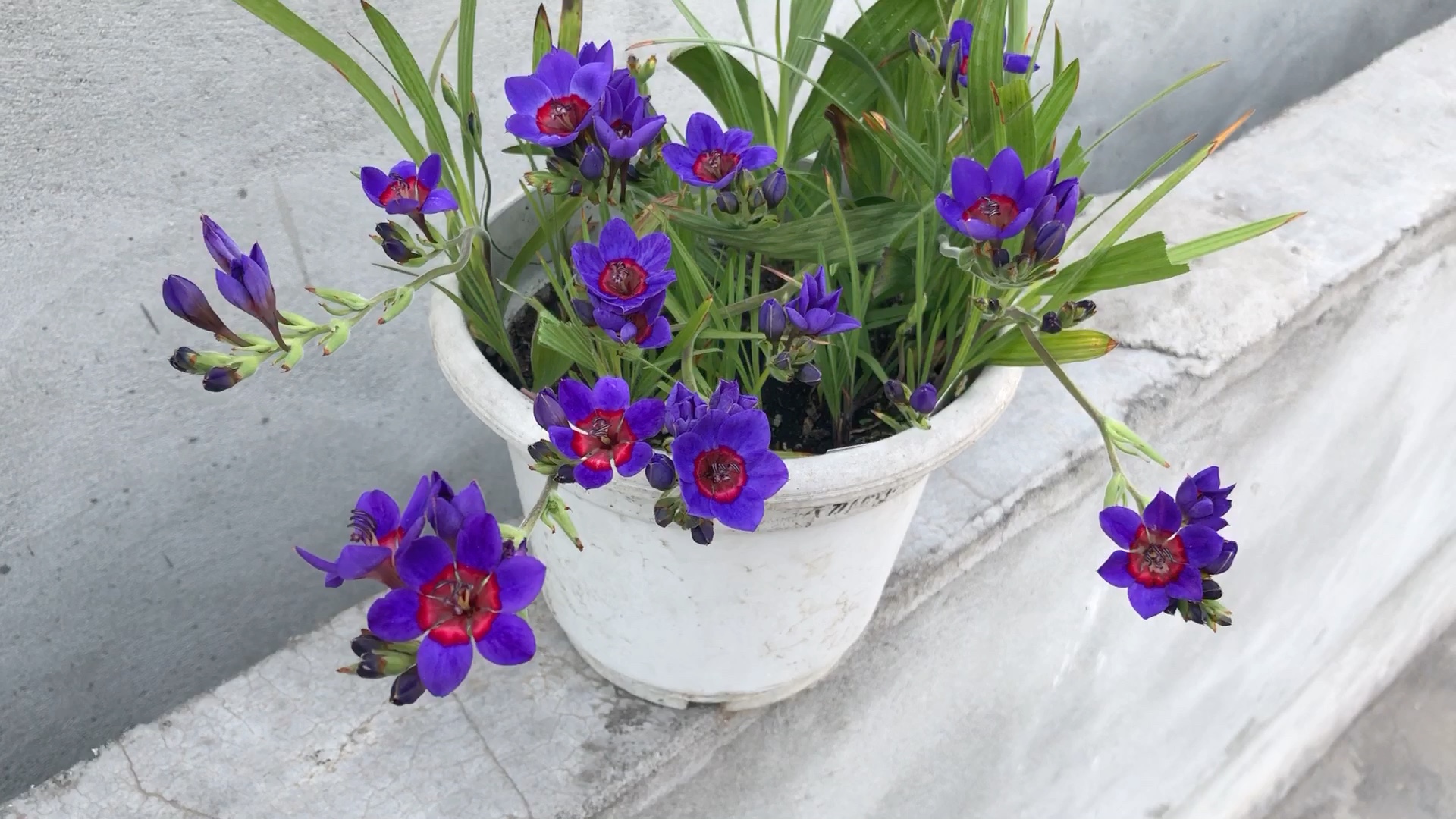 南非稀有蓝红心狒狒花