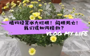 Download Video: 植物经常水大烂根！闷根死亡！我们该如何拯救？