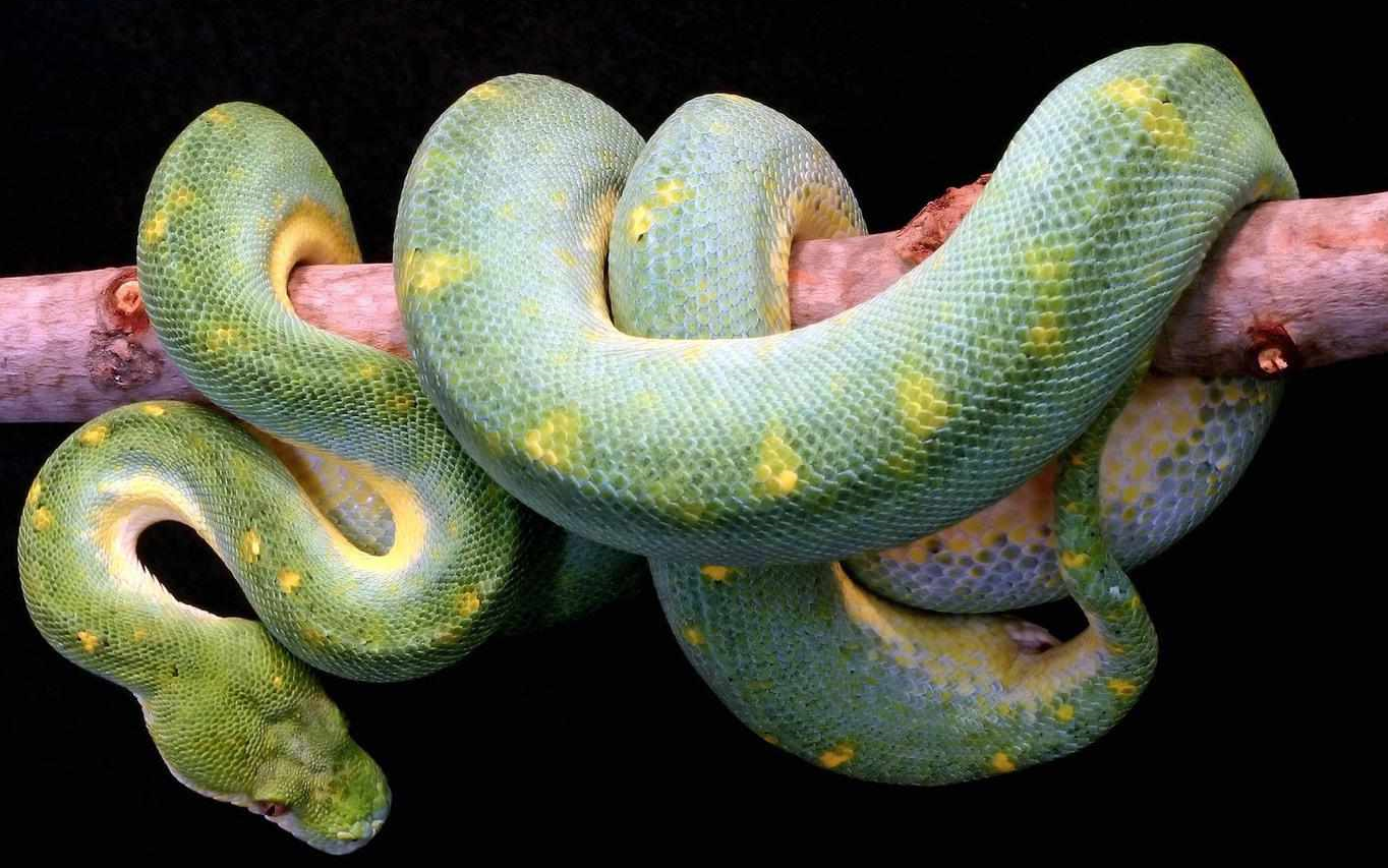 给蛇打个死结,蛇能自己解开吗?