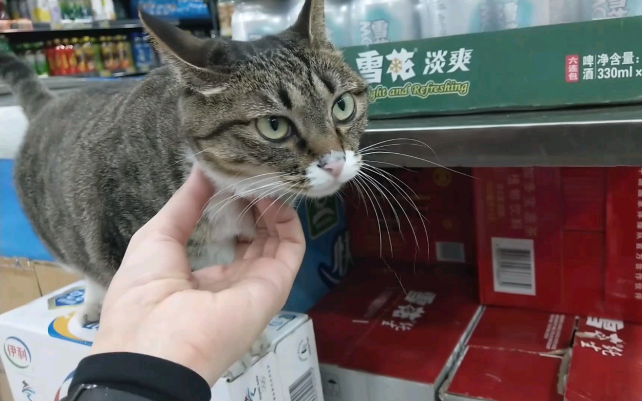 猫店员监督客人买东西,自从小卖部老板养了猫,生意越来越好哔哩哔哩bilibili