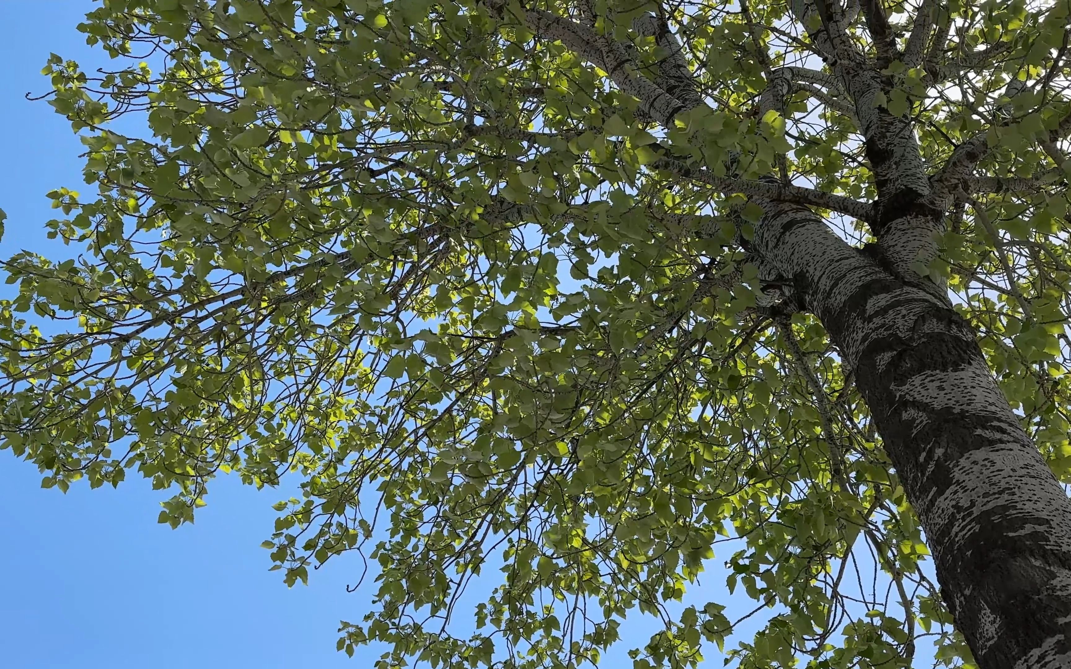 一棵白杨树 空镜头 无水印