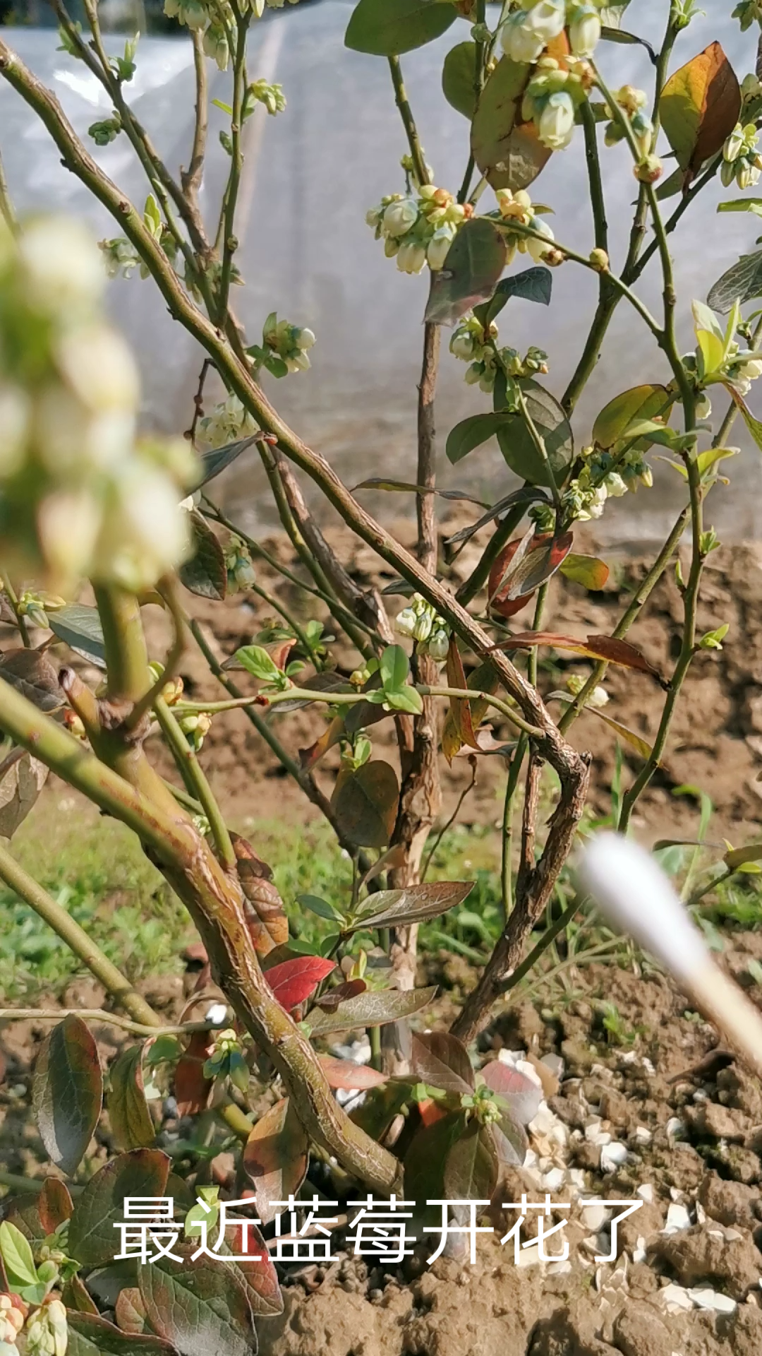 蓝莓花开,快来学习人工授粉