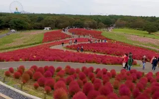 国营常陆海滨公园 搜索结果 哔哩哔哩 Bilibili