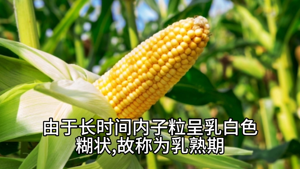 玉米乳熟期怎么界定(一亩神科技)