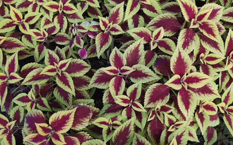 【植物】五彩苏