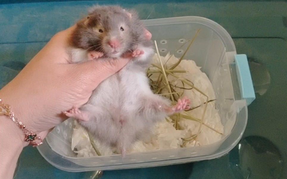 眼圈白腰金丝熊来啦