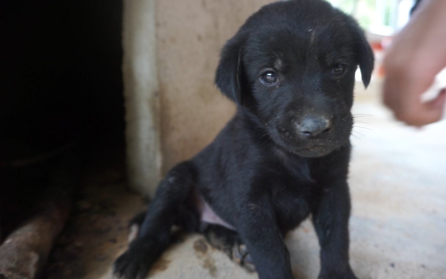 跟土狗混血的拉布拉多小家伙钻到土灶里想干嘛看了好想笑