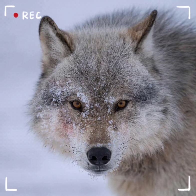 狼# #犬科动物# #野生动物# 这只美丽的灰狼是狼群的雄性首领.