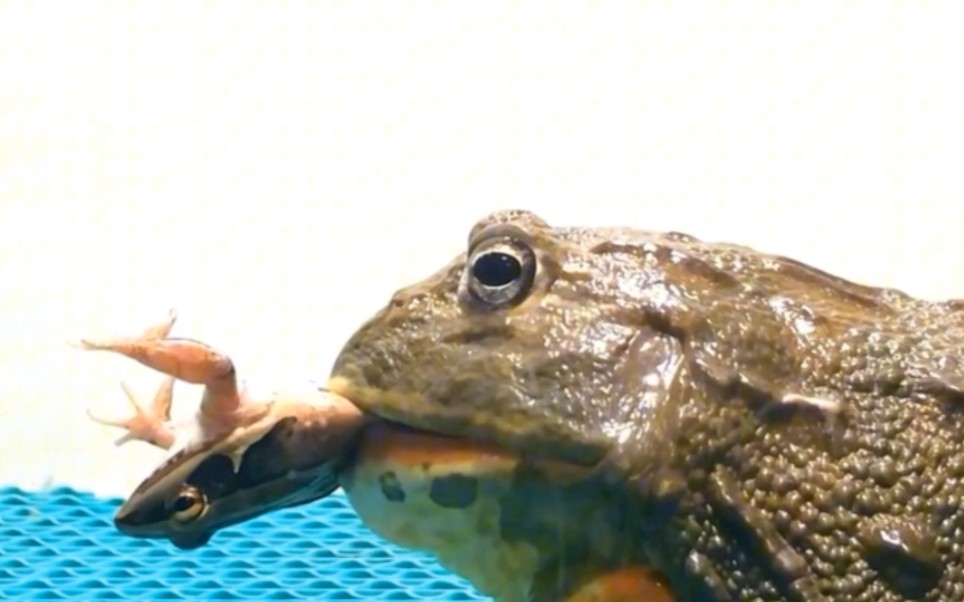 牛蛙狂吃小青蛙!