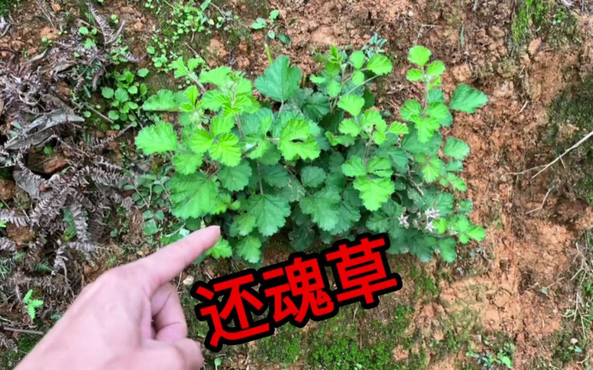 农村很不起眼的“还魂草”,用途广泛作用这不少,很多人不了解它哔哩哔哩bilibili