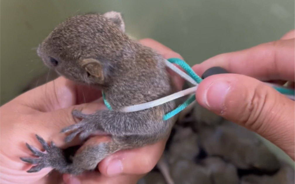 小松鼠拴牵引绳