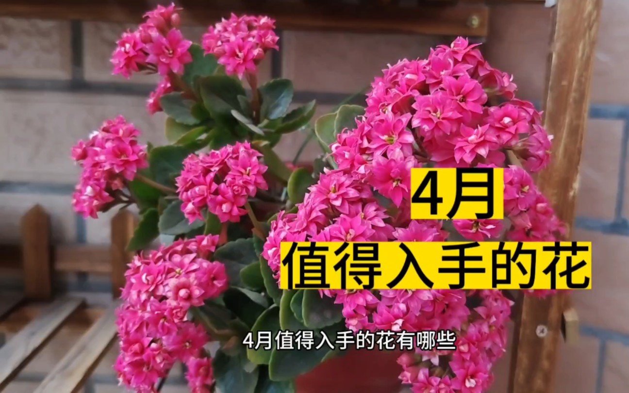 4月值得入手的8种“漂亮花”,每1种都很美,花期也很长哔哩哔哩bilibili