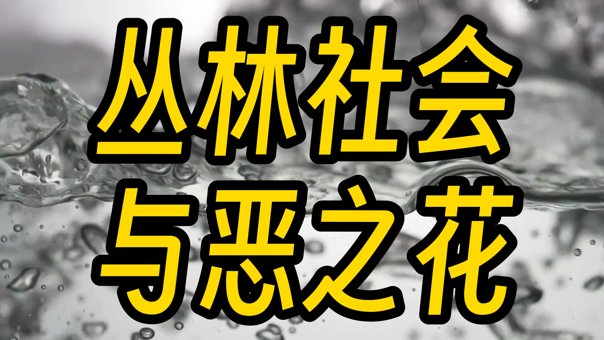 美国种种乱象,是整个丛林社会的恶之花哔哩哔哩bilibili