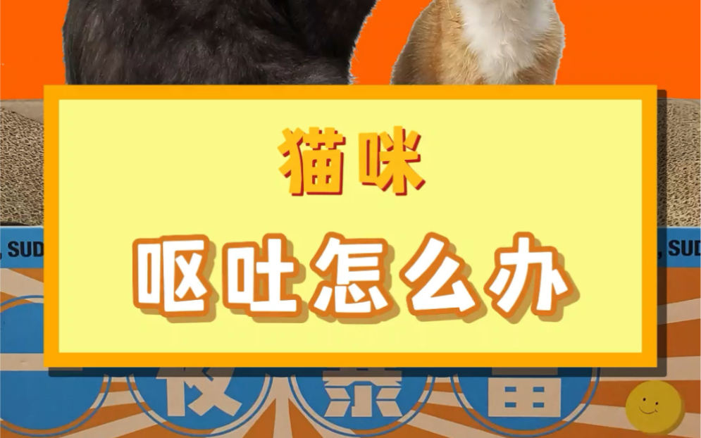 猫咪呕吐怎么办哔哩哔哩bilibili