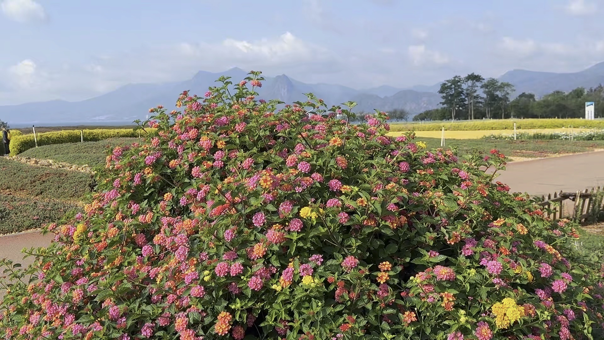 抚仙湖畔景如画,花草树木各争华杨柳依依垂碧水,桃花灼灼映红霞