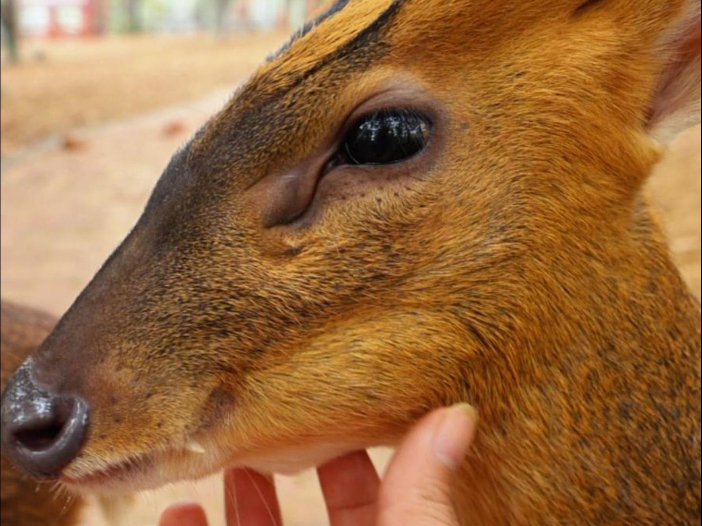 投喂黄麂这种喜欢摸摸,舔手的小动物也太快乐了吧!