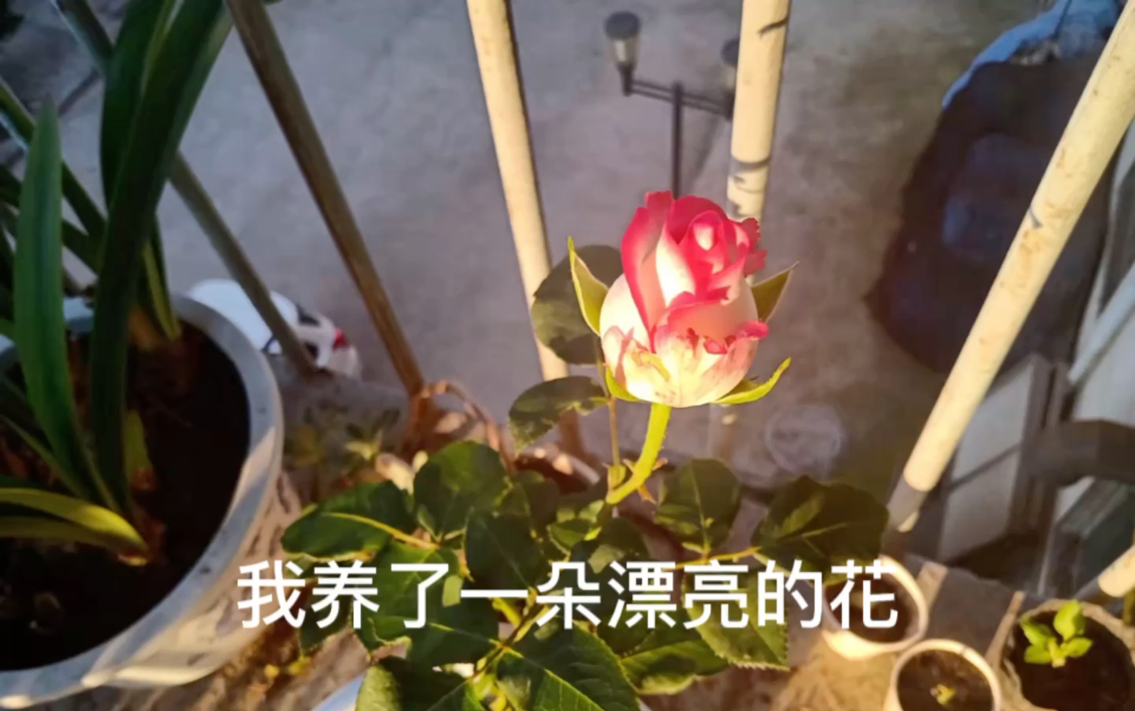 [图]我养了一朵漂亮的花