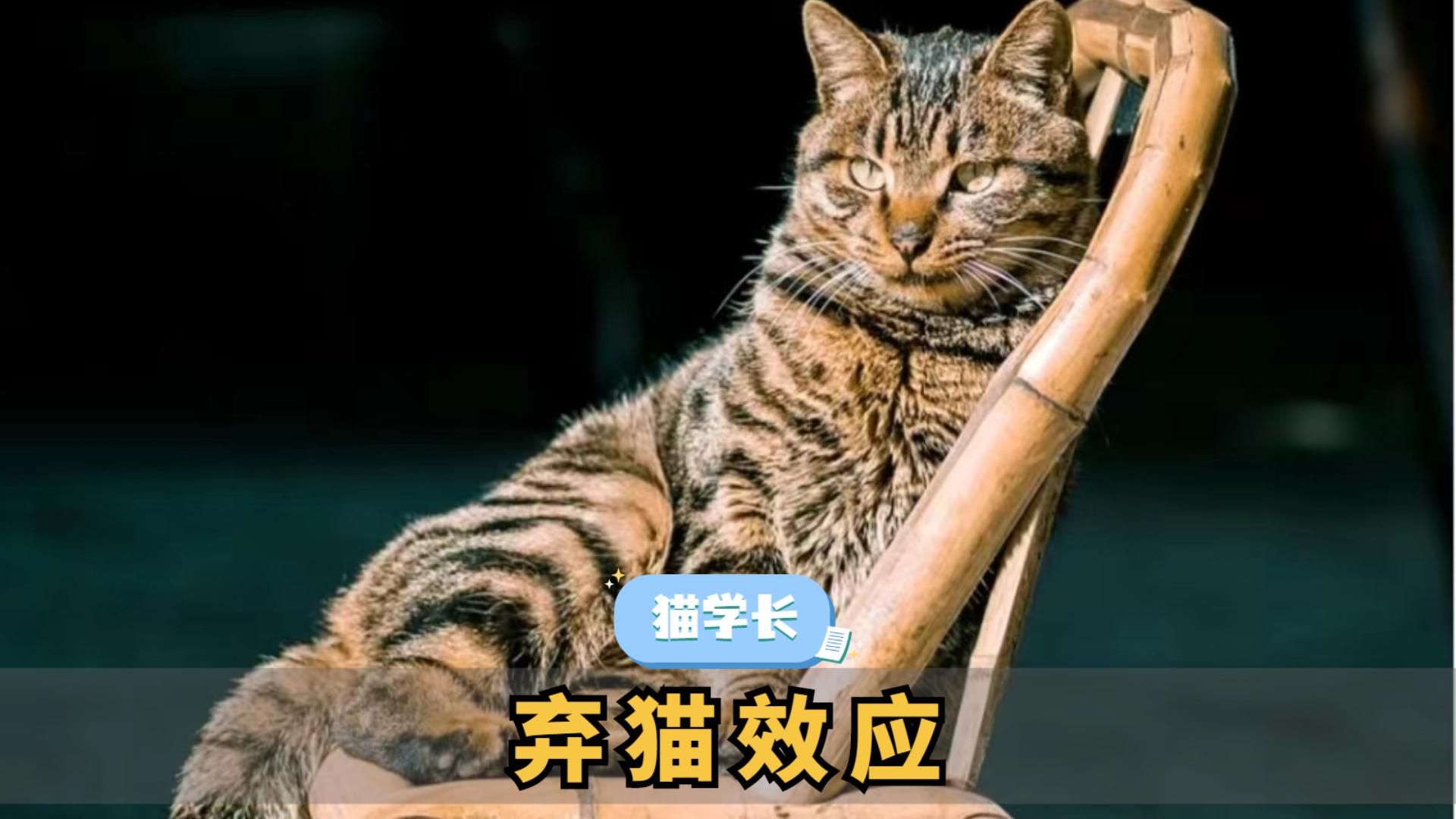 你知道弃猫效应吗?真的很现实哔哩哔哩bilibili