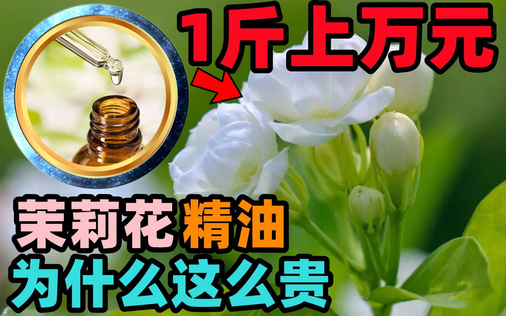 一斤能卖上万元,茉莉花精油为什么会如此昂贵,它有什么作用吗?哔哩哔哩bilibili