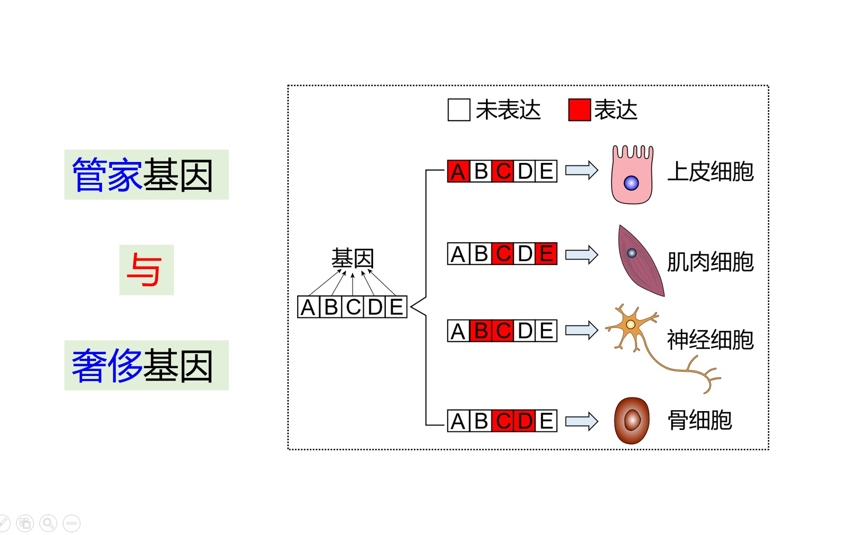 [图]必修1第六章第2节：细胞分化（新教材新授课）