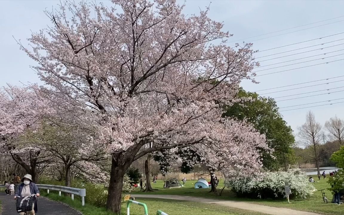 日本琦玉市绿区的樱花满开2022年4月2日