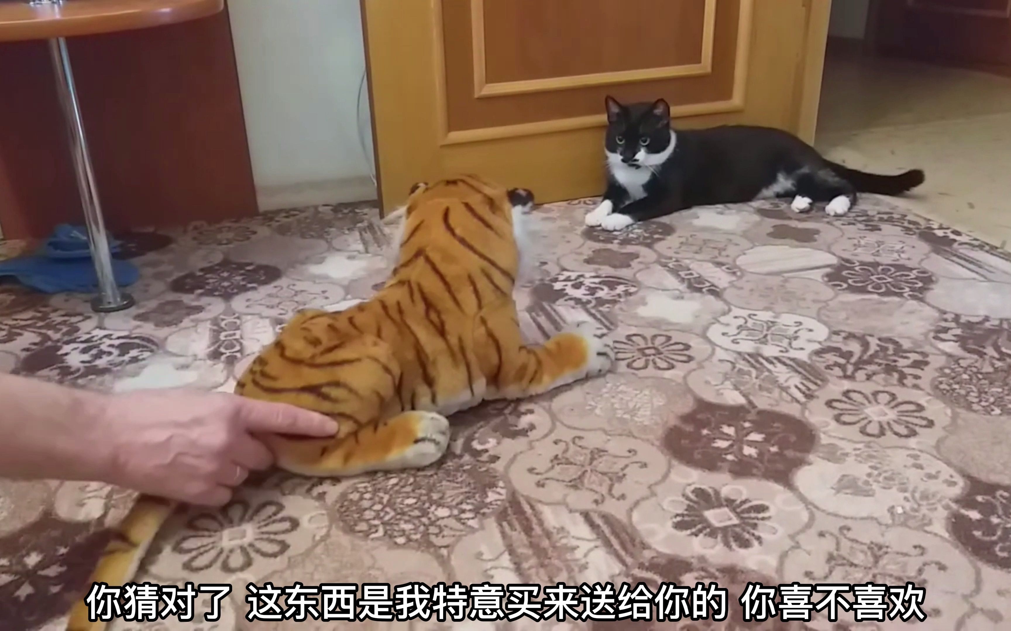 [图]老虎和猫咪放在一起会有什么反应，猫会跑吗