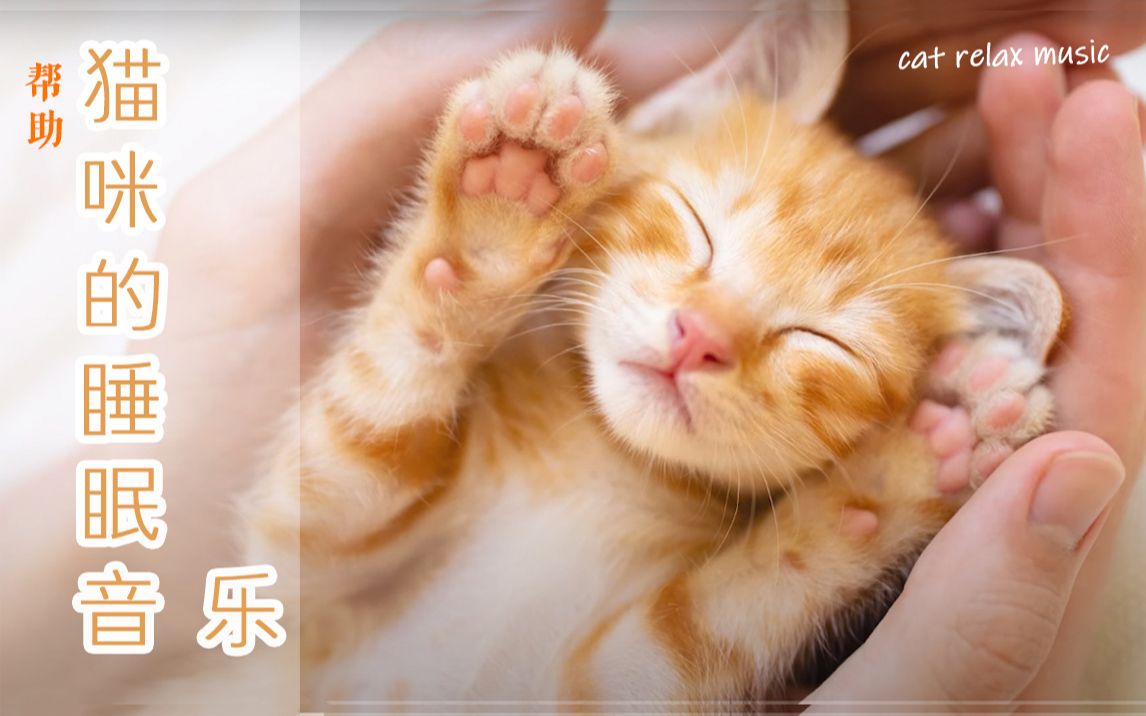 帮助猫咪睡眠音乐/ 放松情绪/和猫咪一起哔哩哔哩bilibili