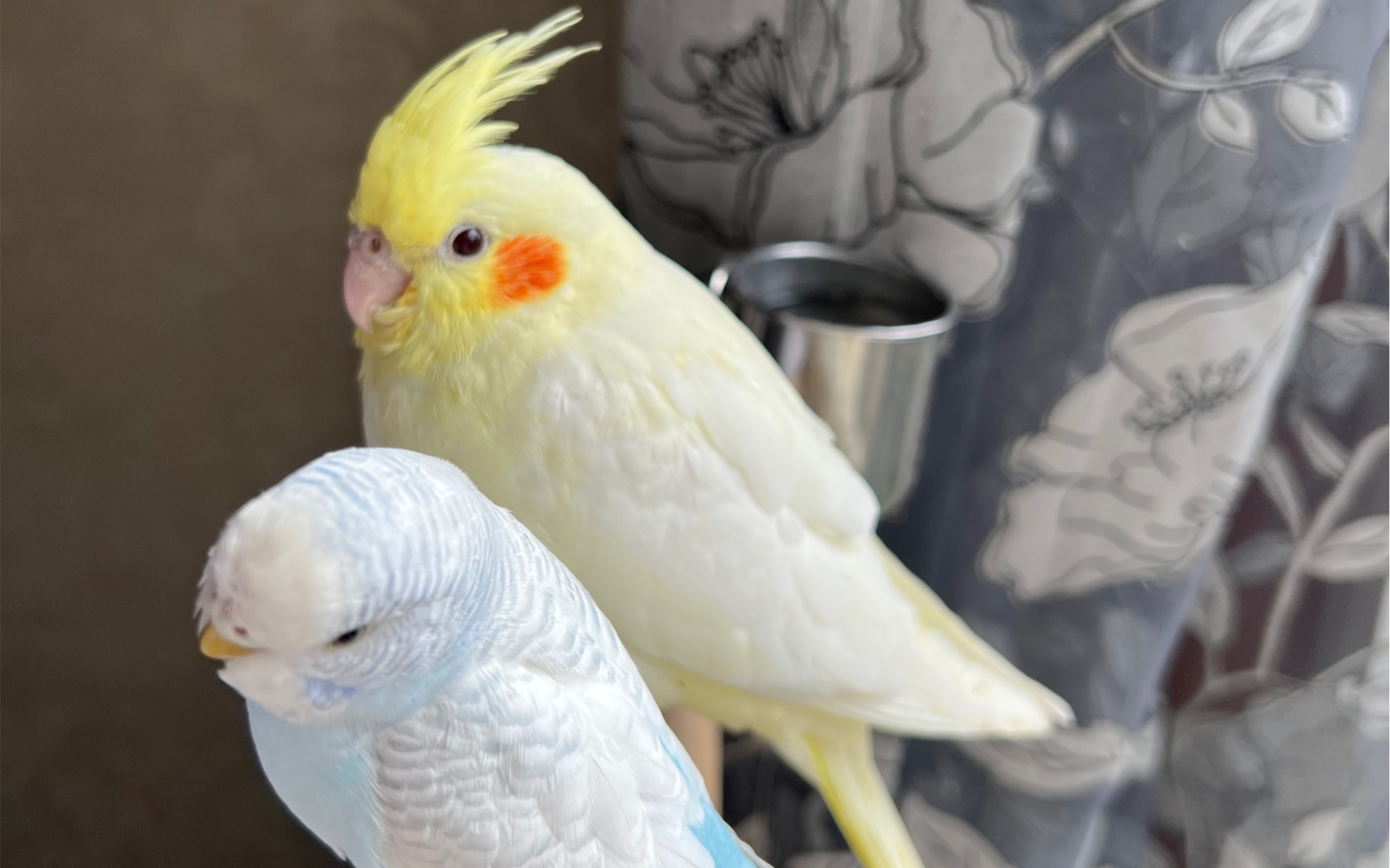 来介绍一下我们家养的玄凤小鸡咯,顺便说一下养鹦鹉这么久经历过的