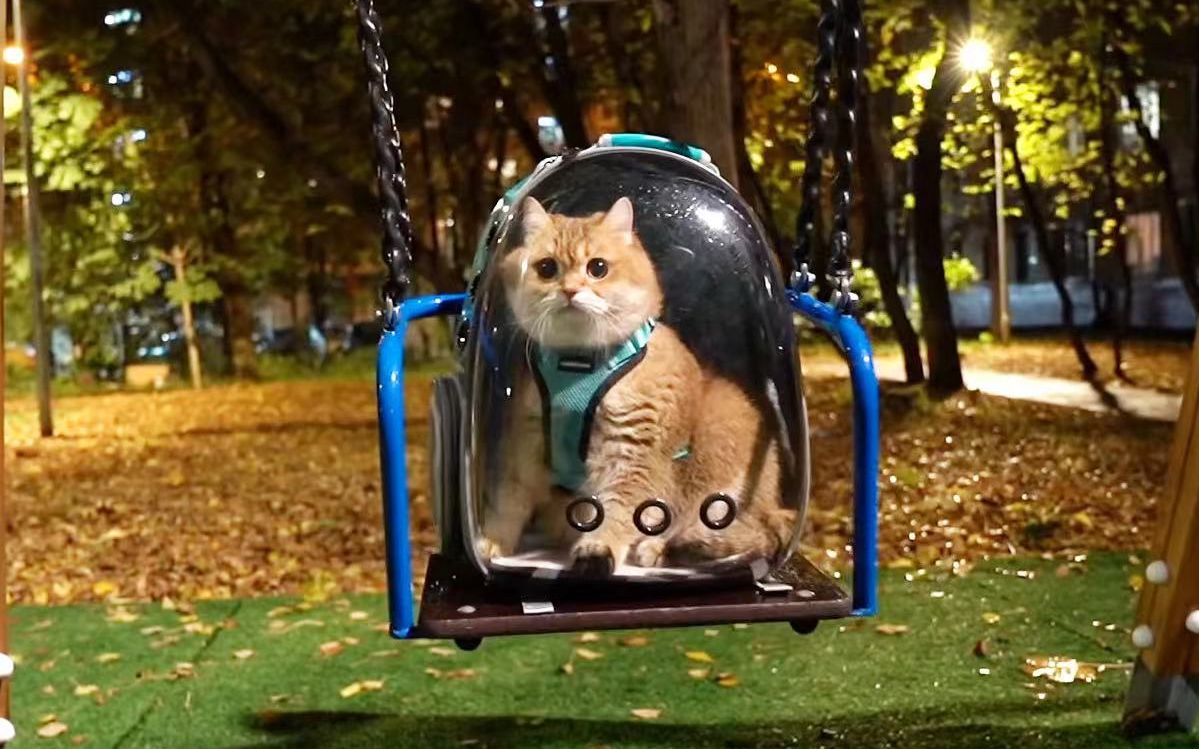 活动  猫咪荡秋千,一脸开心