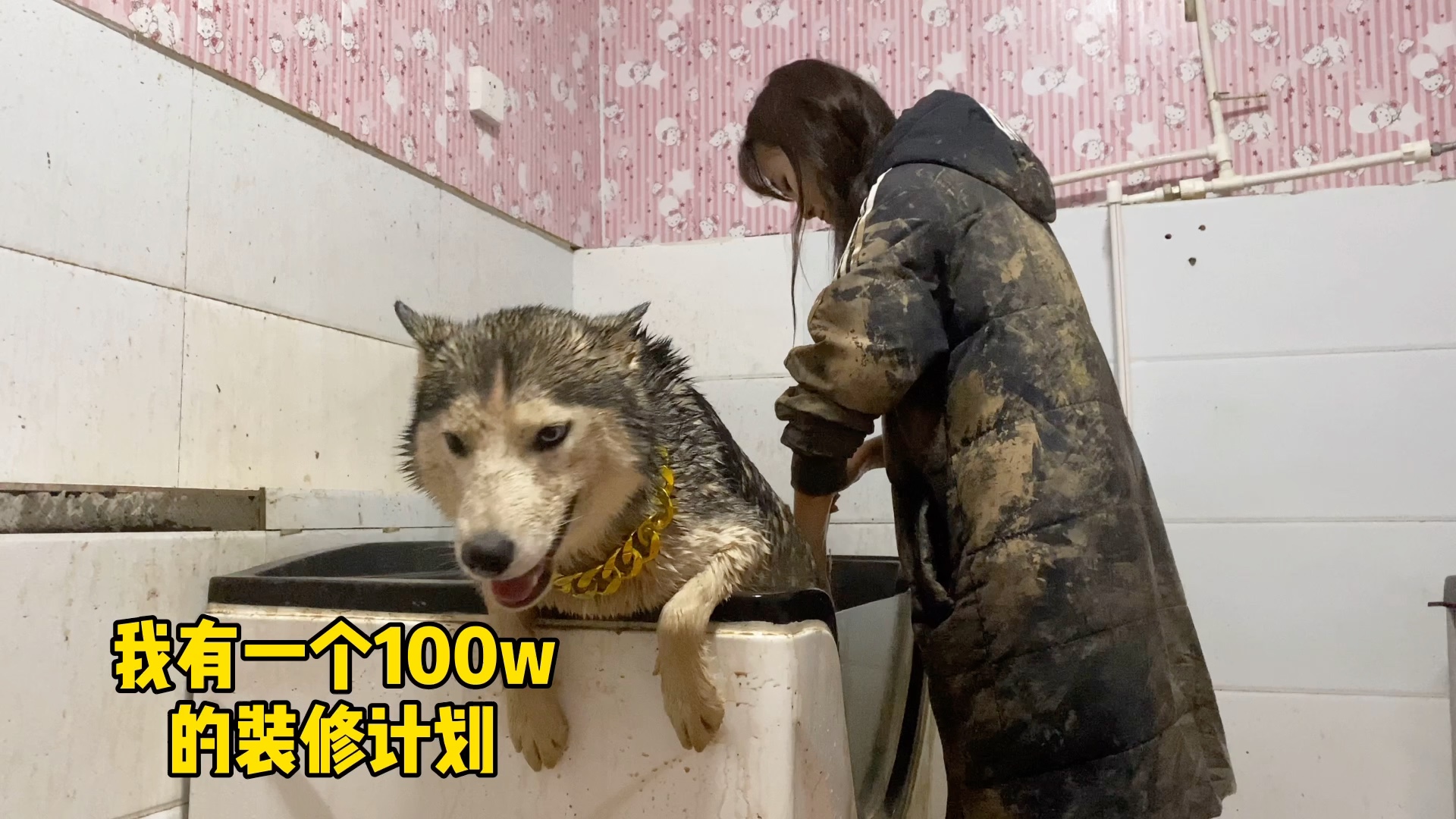 活动作品哈士奇洗澡哈士猪happy