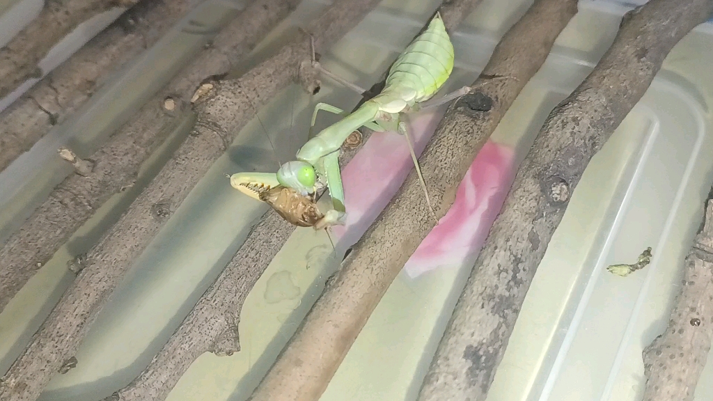 巴布亚斧螳:壕赤